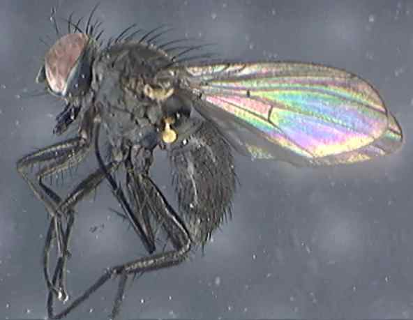 Allognota agromyzina